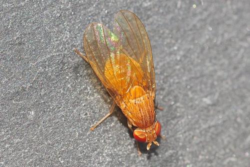 Sapromyzosoma sp.