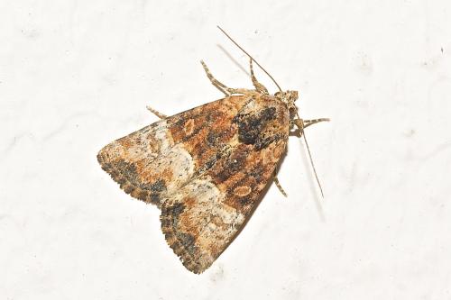 Réf. 192 933 : Mesoligia furuncula