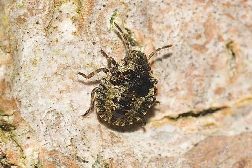 Pentatoma rufipes