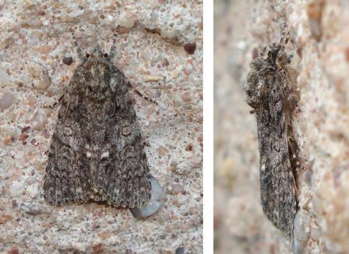 Réf. 192 110 : Acronicta rumicis