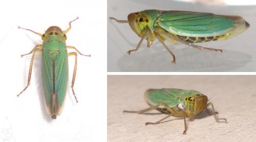 Cicadella viridis