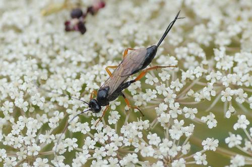 Cryptinae