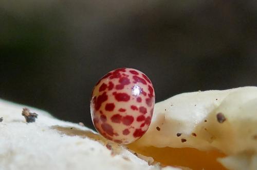 Neuroterus anthracinus