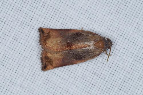 Réf. 192 356 : Archips podana