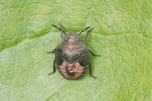 Réf. 192 746 : Peribalus strictus vernalis