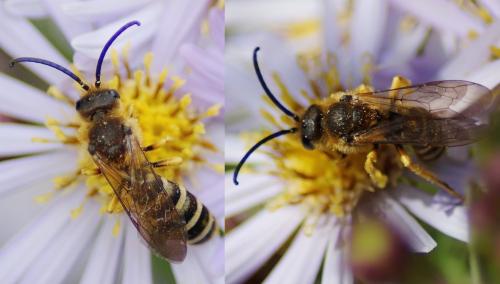 Réf. 192 350 : Halictus scabiosae