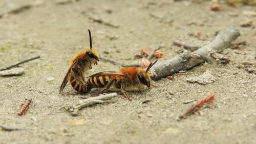 Réf. 192 899 : Colletes hederae