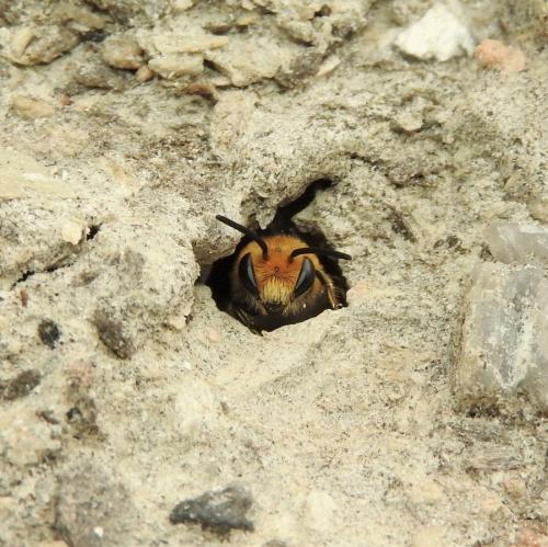Réf. 192 901 : Colletes hederae