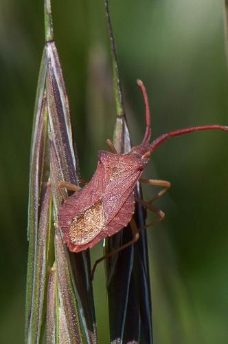 Réf. 192 045 : Haploprocta sulcicornis