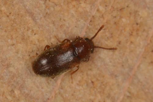 Cryptophaginae