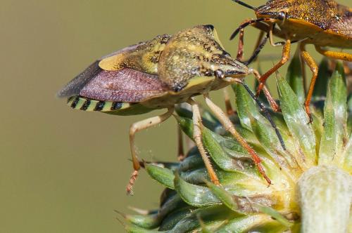 Carpocoris pudicus