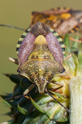 Réf. 192 575 : Carpocoris pudicus