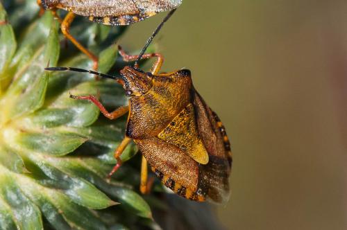 Réf. 192 574 : Carpocoris purpureipennis