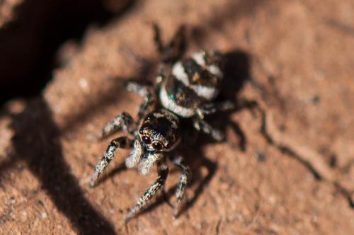 Réf. 192 073 : Salticus scenicus