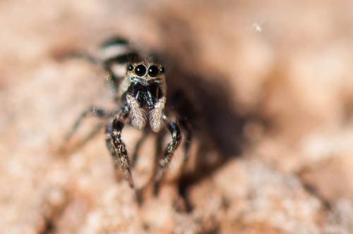 Réf. 192 019 : Salticus scenicus