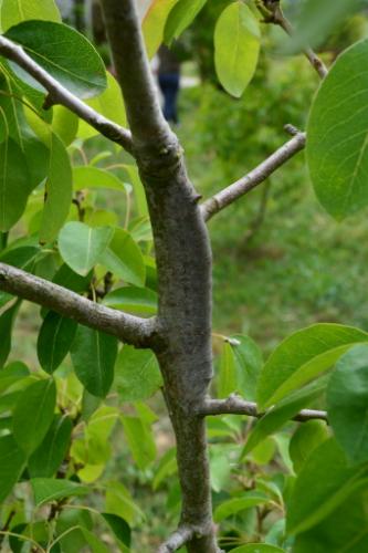 Gastropacha quercifolia