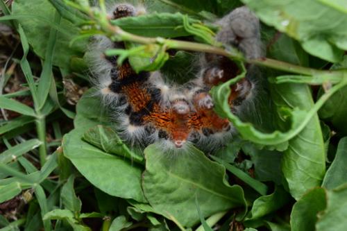 Gastropacha quercifolia
