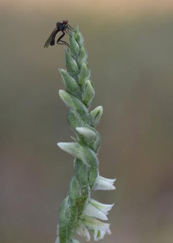Hybos culiciformis