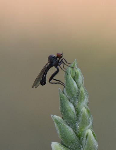 Hybos culiciformis