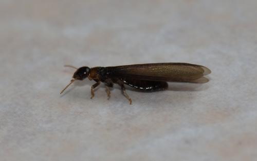 Kalotermes flavicollis