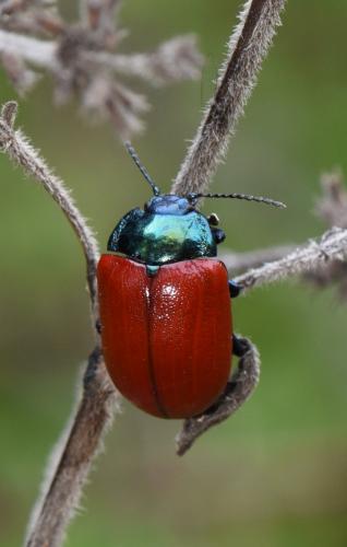 Chrysolina grossa
