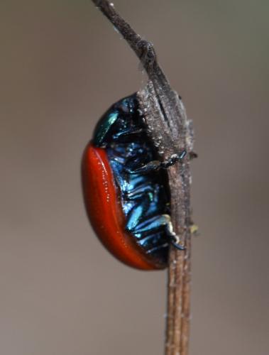 Chrysolina grossa