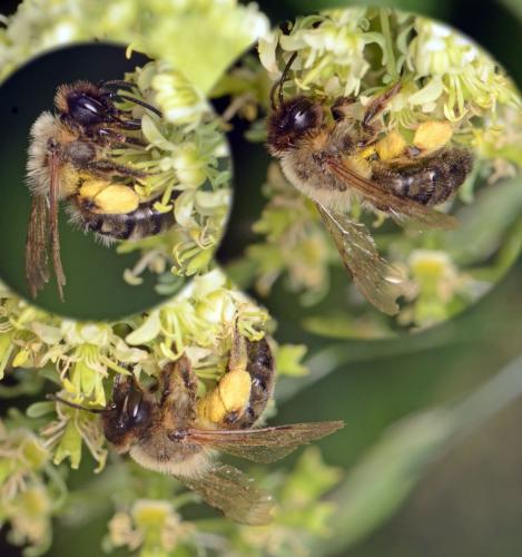 Andrena sp.