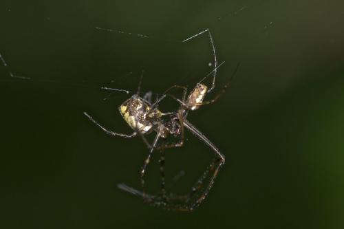 Tylorida ventralis