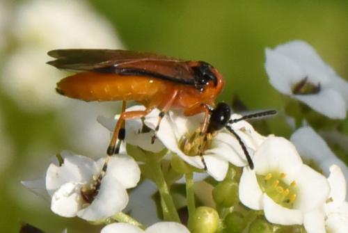 Réf. 192 500 : Athalia rosae