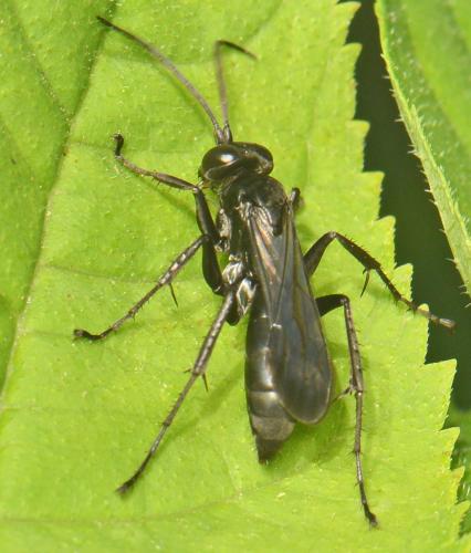 Anoplius sp.