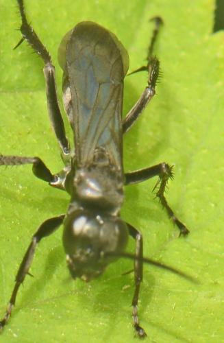 Réf. 192 659 : Anoplius sp.