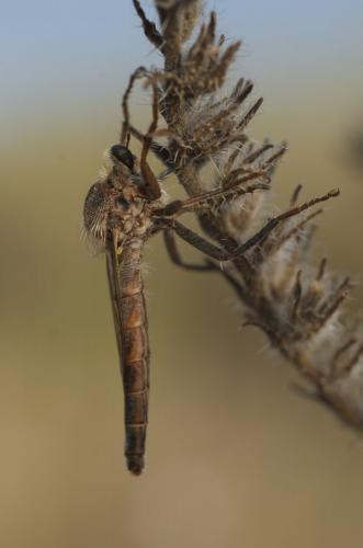 Réf. 192 213 : Stenopogon junceus