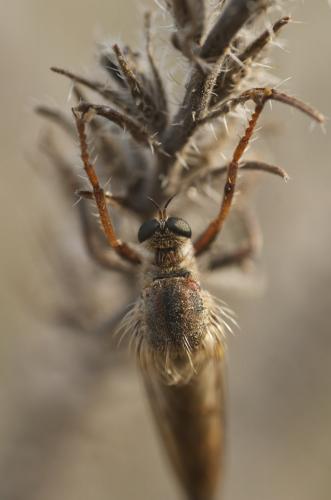 Stenopogon junceus