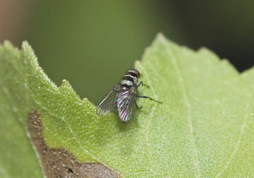 Réf. 192 633 : Limnophora obsignata