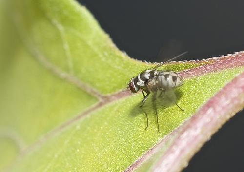 Réf. 192 631 : Limnophora obsignata