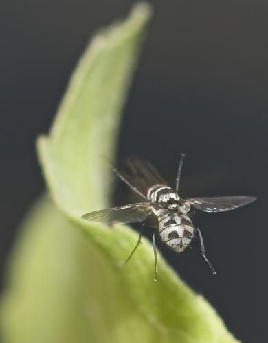 Réf. 192 634 : Limnophora obsignata