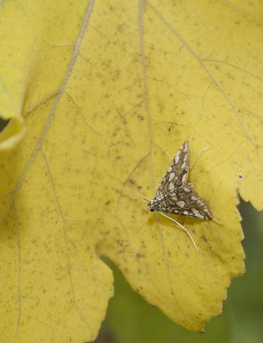 Réf. 192 902 : Elophila nymphaeata