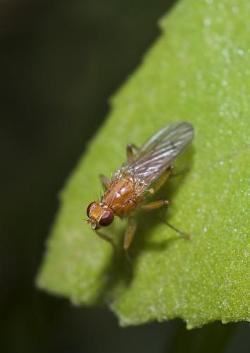 Norellisoma spinimanum