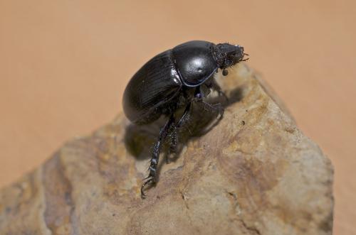 Réf. 192 693 : Geotrupes spiniger