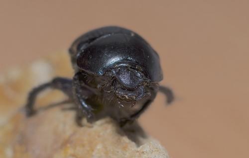 Réf. 192 854 : Geotrupes spiniger