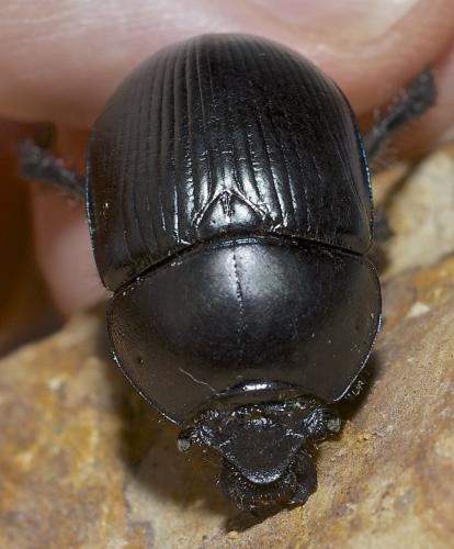 Réf. 192 855 : Geotrupes spiniger