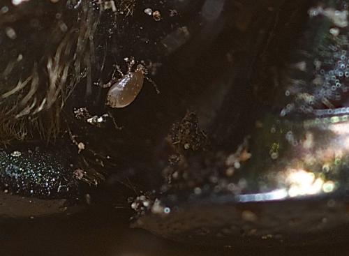 Geotrupes spiniger