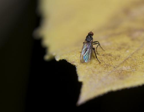 Hybos culiciformis