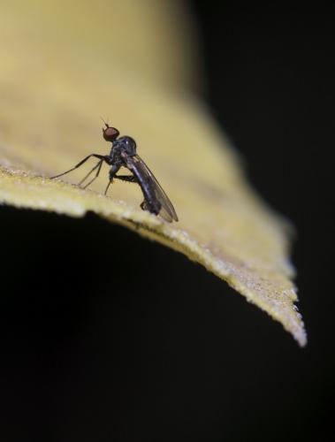 Hybos culiciformis