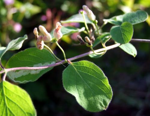 Réf. 192 264 : Contarinia lonicerearum