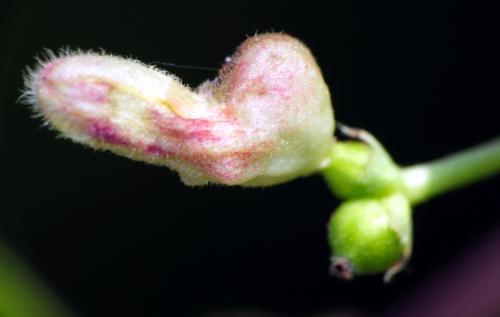 Réf. 192 265 : Contarinia lonicerearum