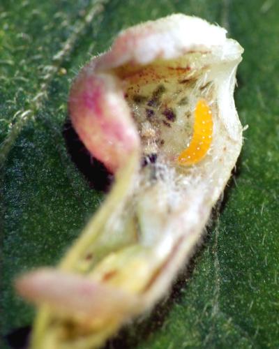 Réf. 192 266 : Contarinia lonicerearum