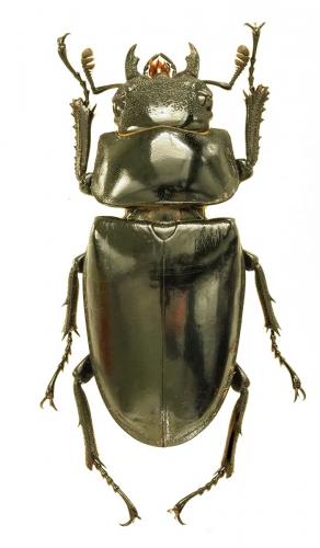 Dorcus antaeus