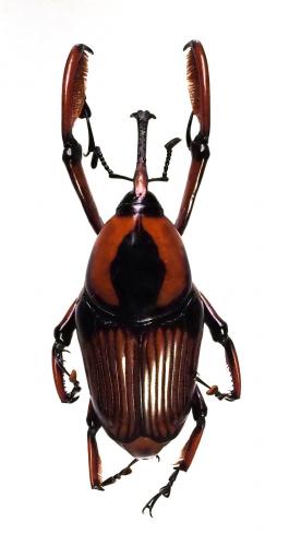 Cyrtotrachelus longimanus
