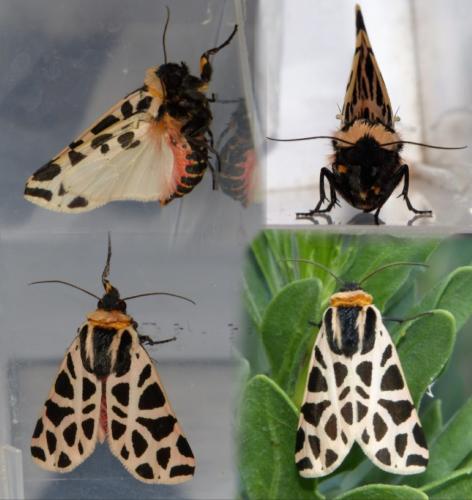 Réf. 192 458 : Cymbalophora pudica